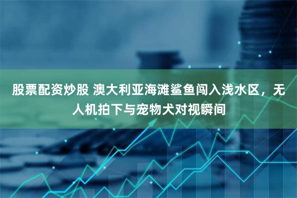 股票配资炒股 澳大利亚海滩鲨鱼闯入浅水区，无人机拍下与宠物犬对视瞬间