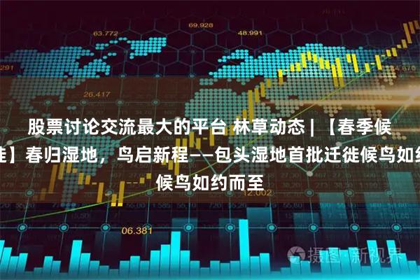 股票讨论交流最大的平台 林草动态 | 【春季候鸟迁徙】春归湿地，鸟启新程——包头湿地首批迁徙候鸟如约而至